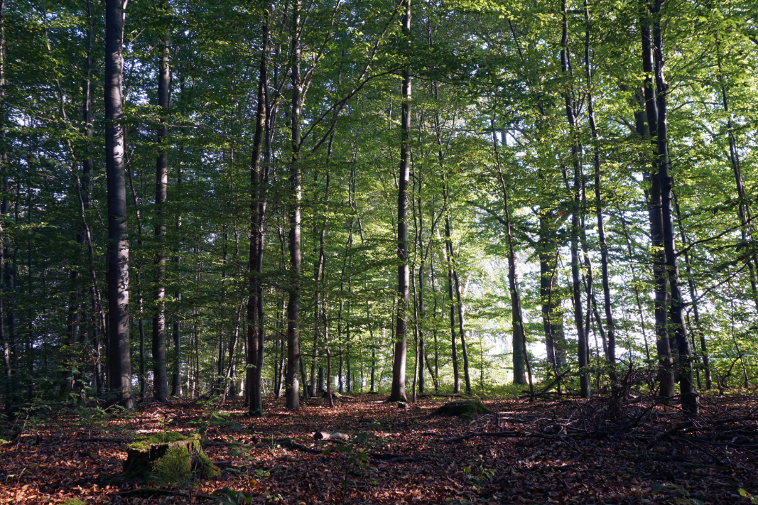Nachhaltiges Brennholz für Calden