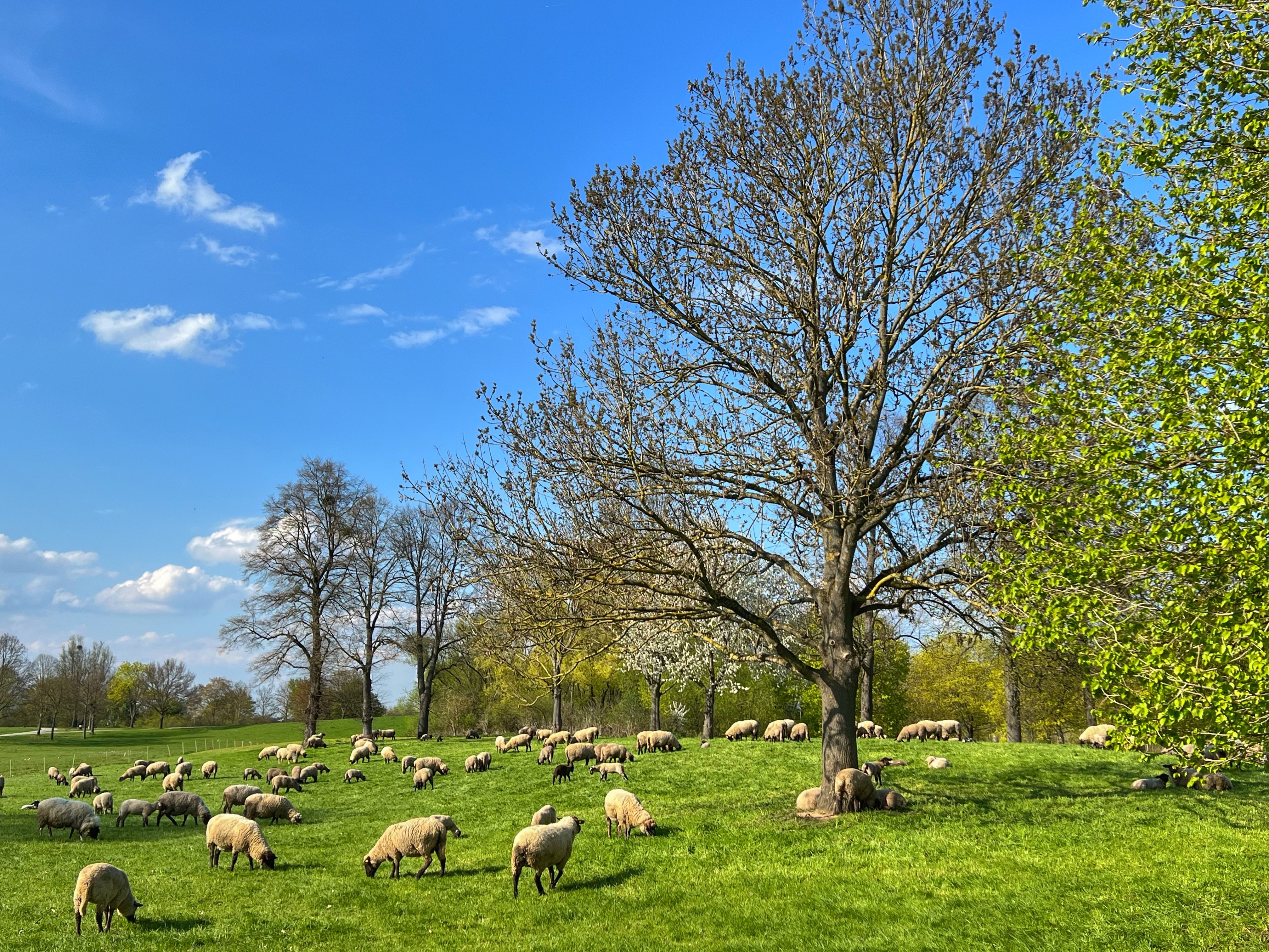 Nachhaltiges Brennholz für Friedland